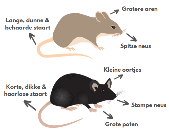 ratten en muizen-herkennen